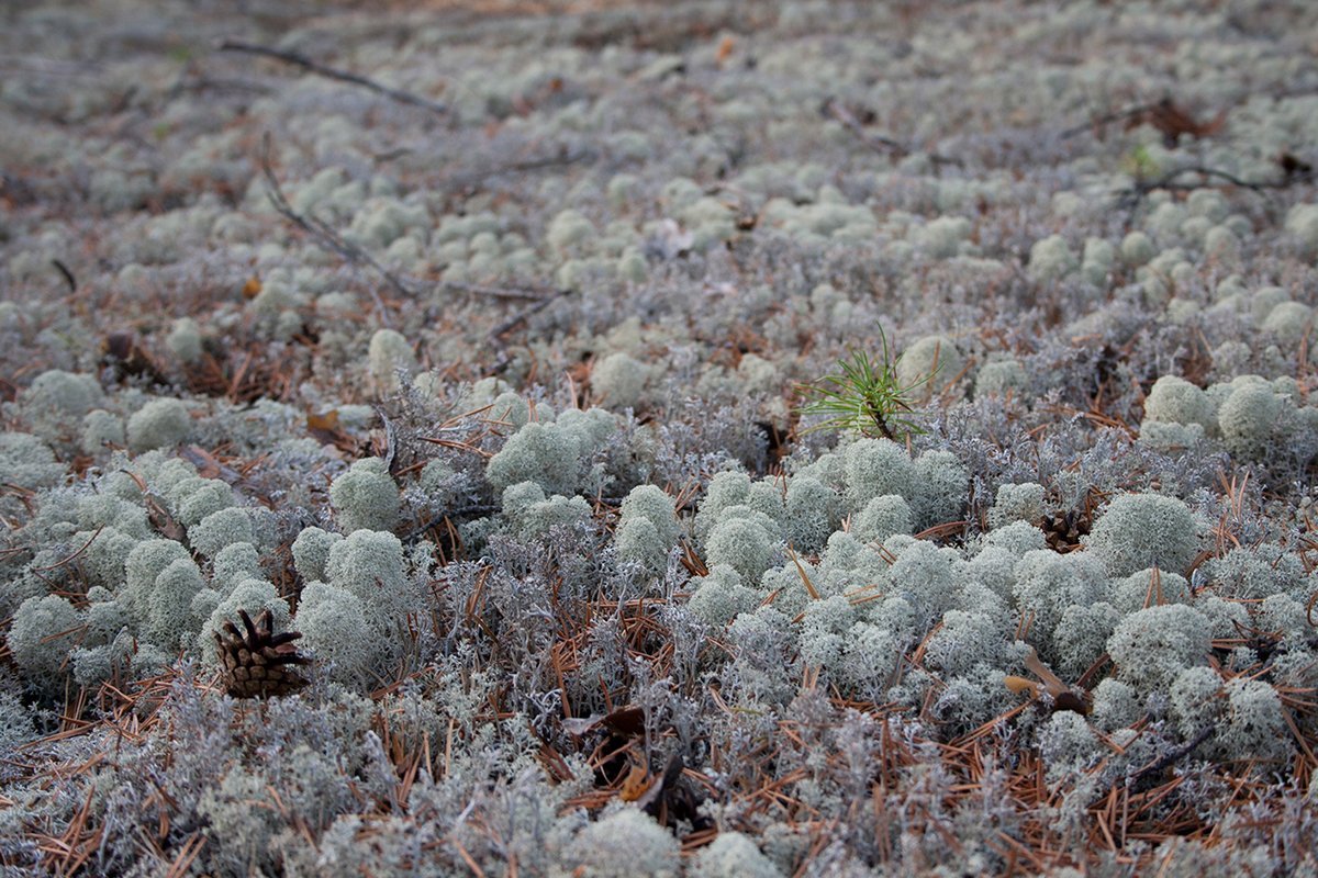 Ягель Олений мох