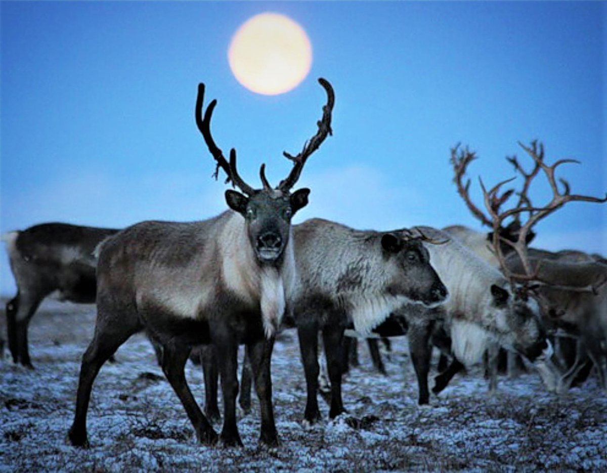 Северные олени Чукотка