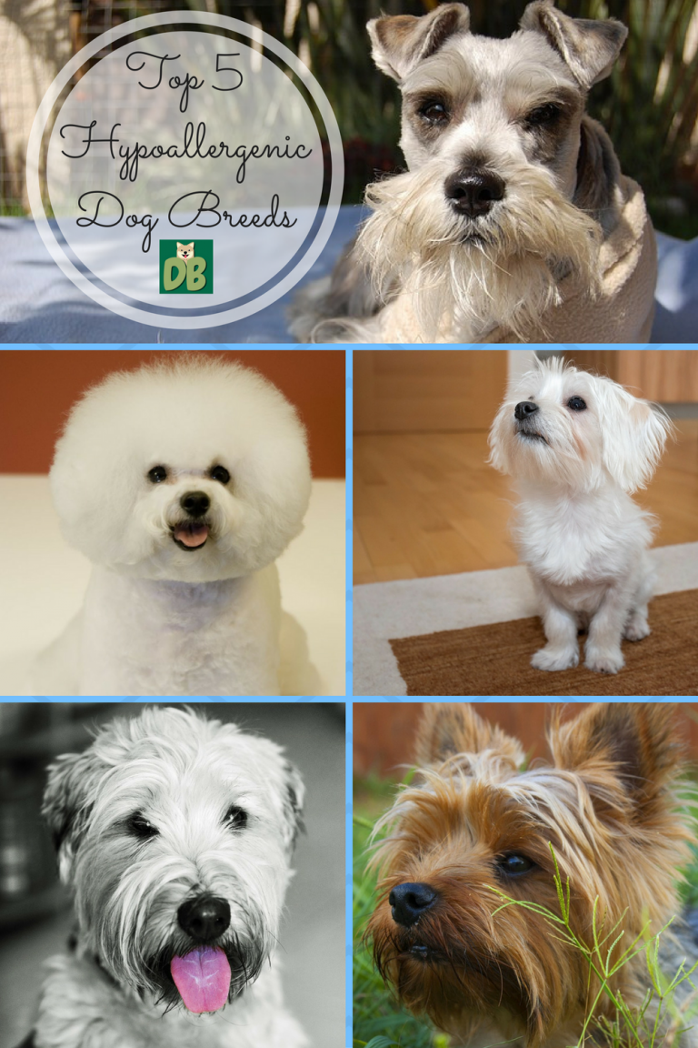 Гипоаллергенная собака породы