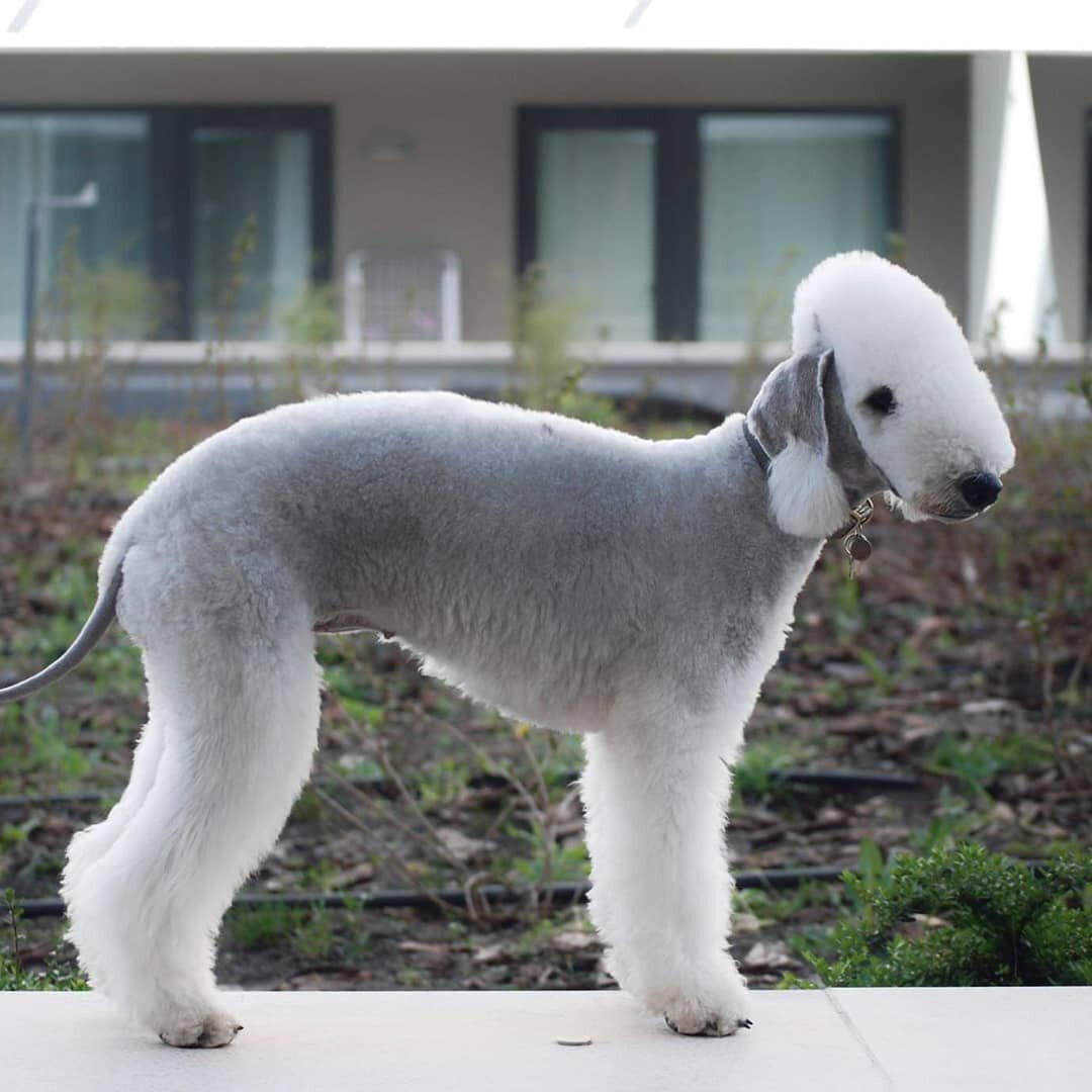 Бедлингтон терьер нестриженный