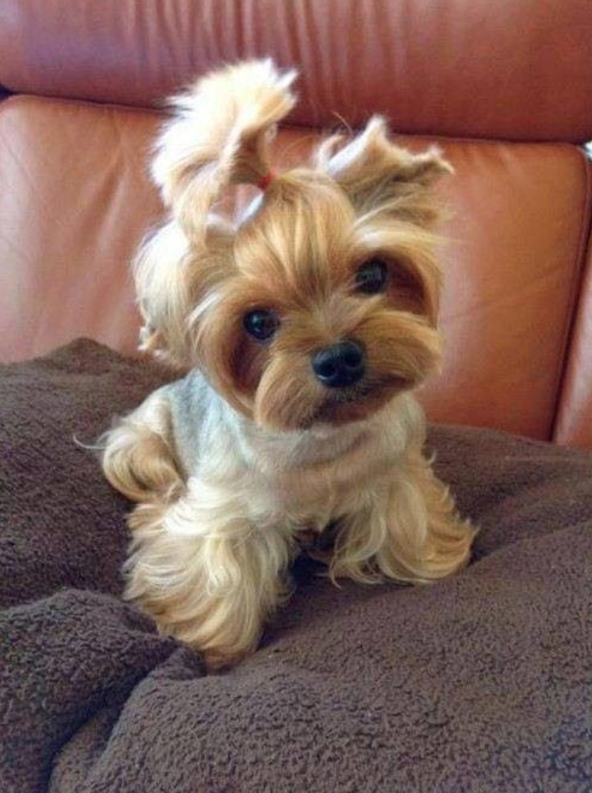 Карликовый Йоркширский терьер