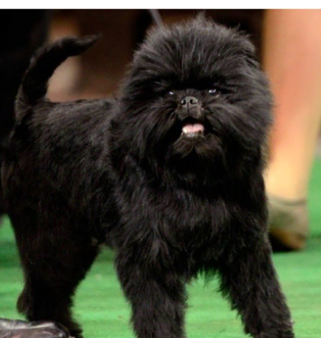 Аффенпинчер гипоаллергенный