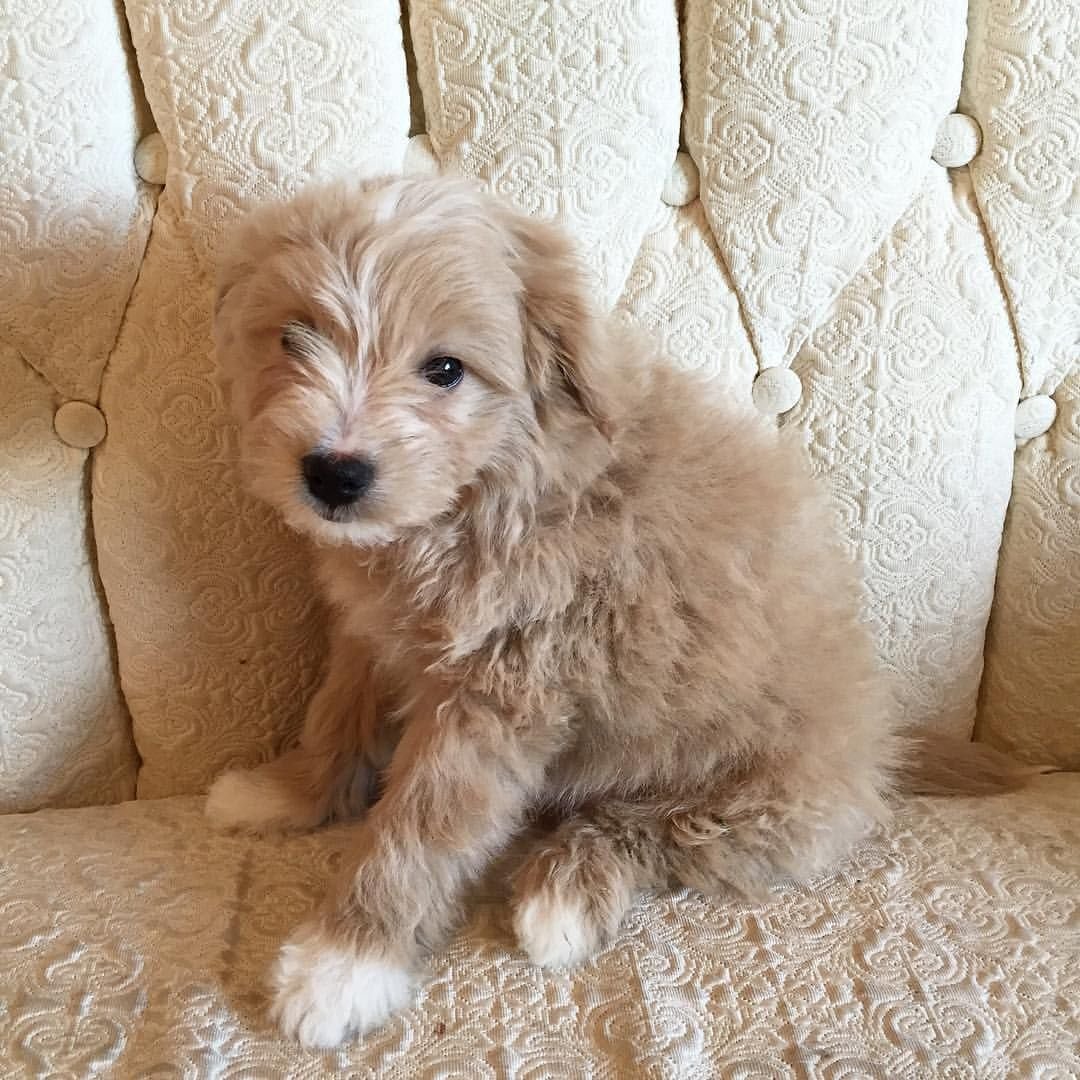 Гипоаллергенные породы собак большие