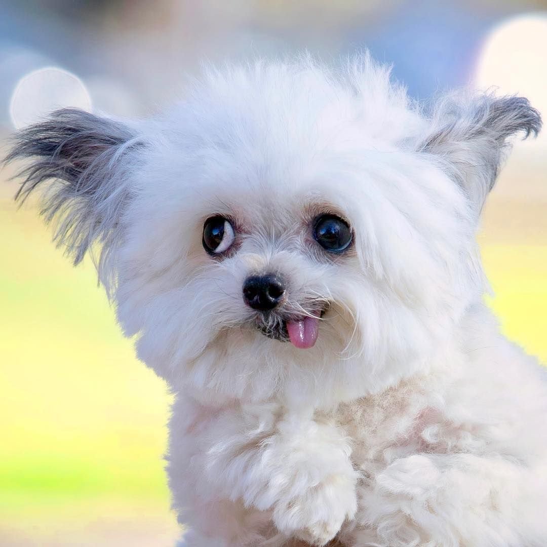 Норберт терьер