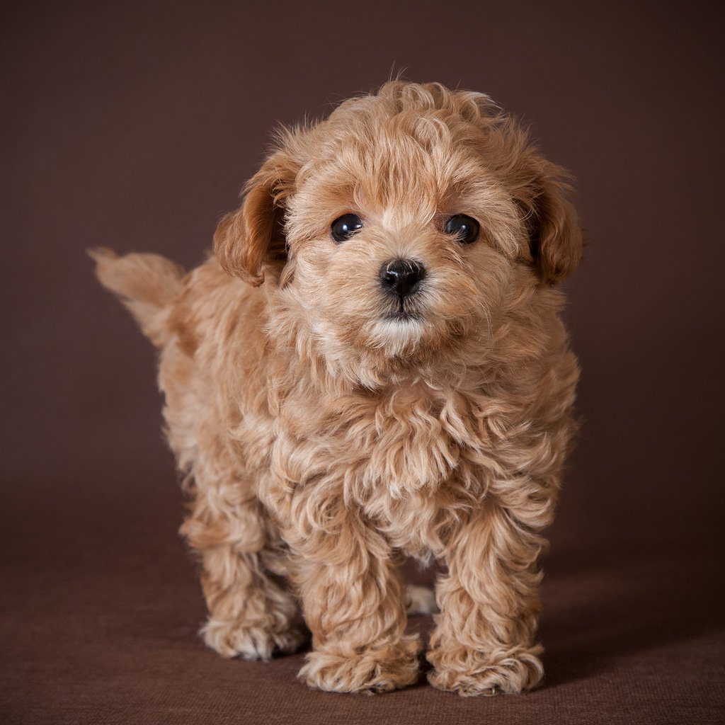 Мальтипу собака