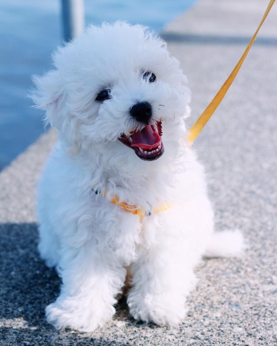 Собачка Бишон фризе