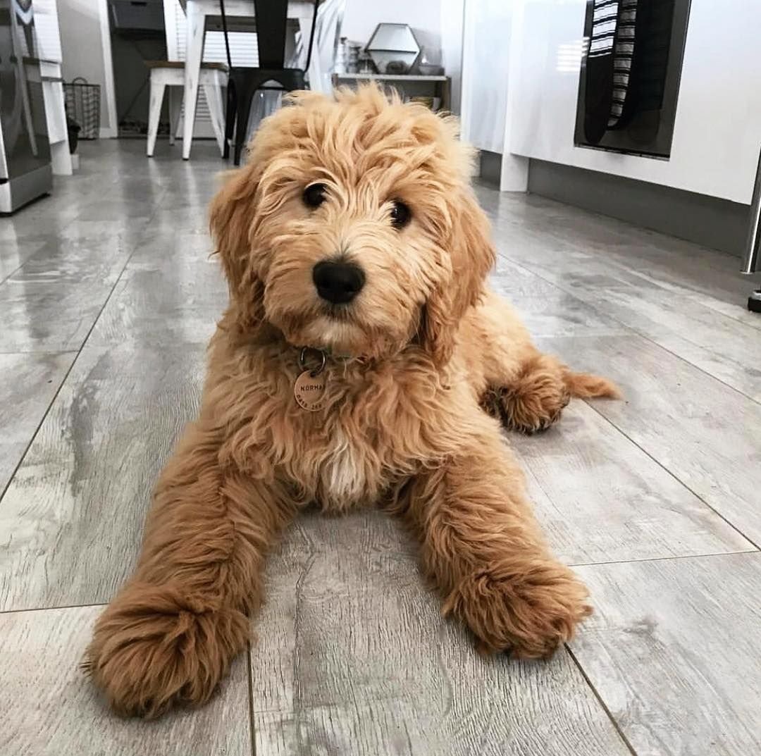 Кавапу (Cavapoo)