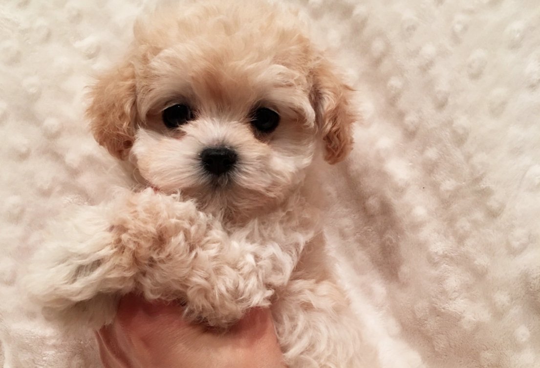 Собачка мальтипу