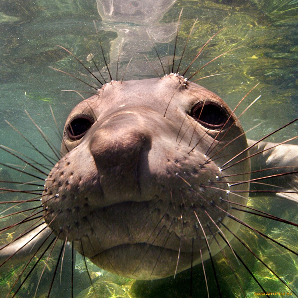 Морские животные