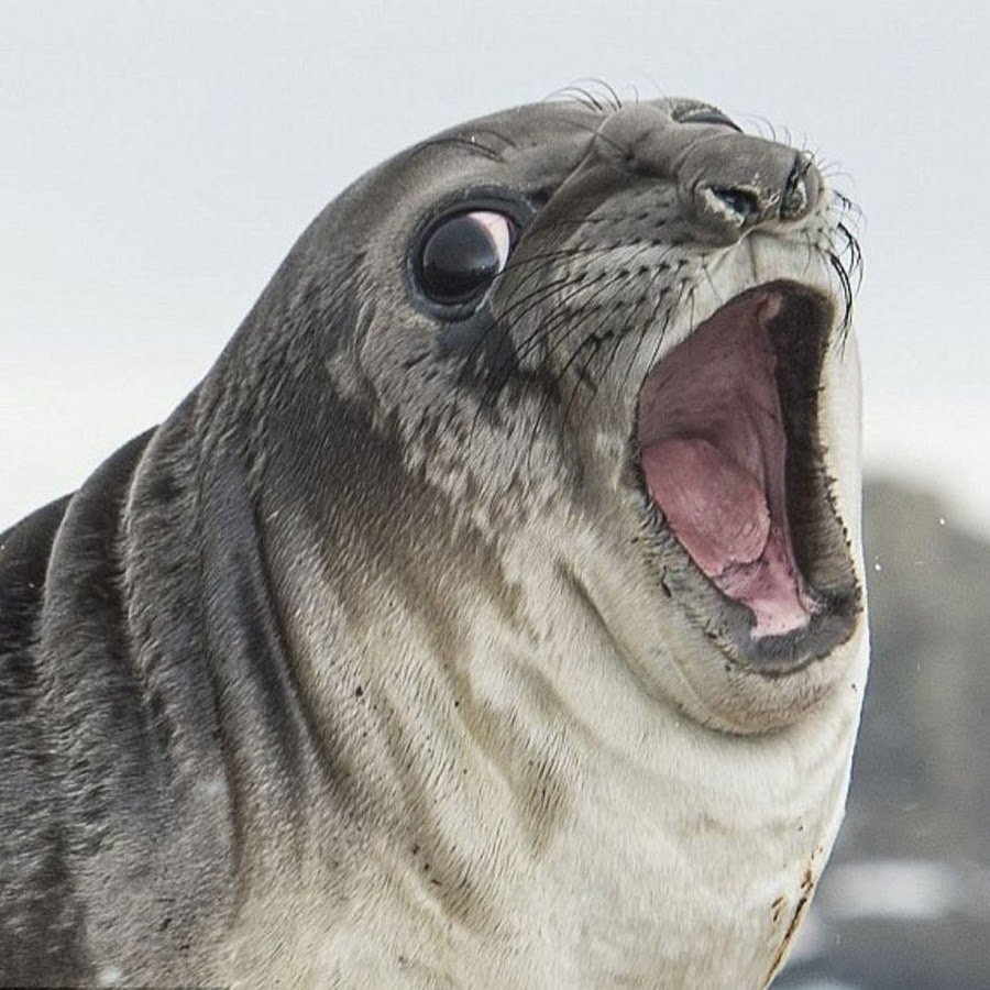 Удивленный тюлень