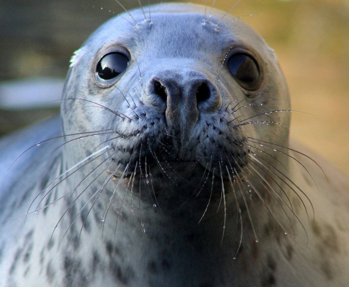 Беринговоморская Нерпа