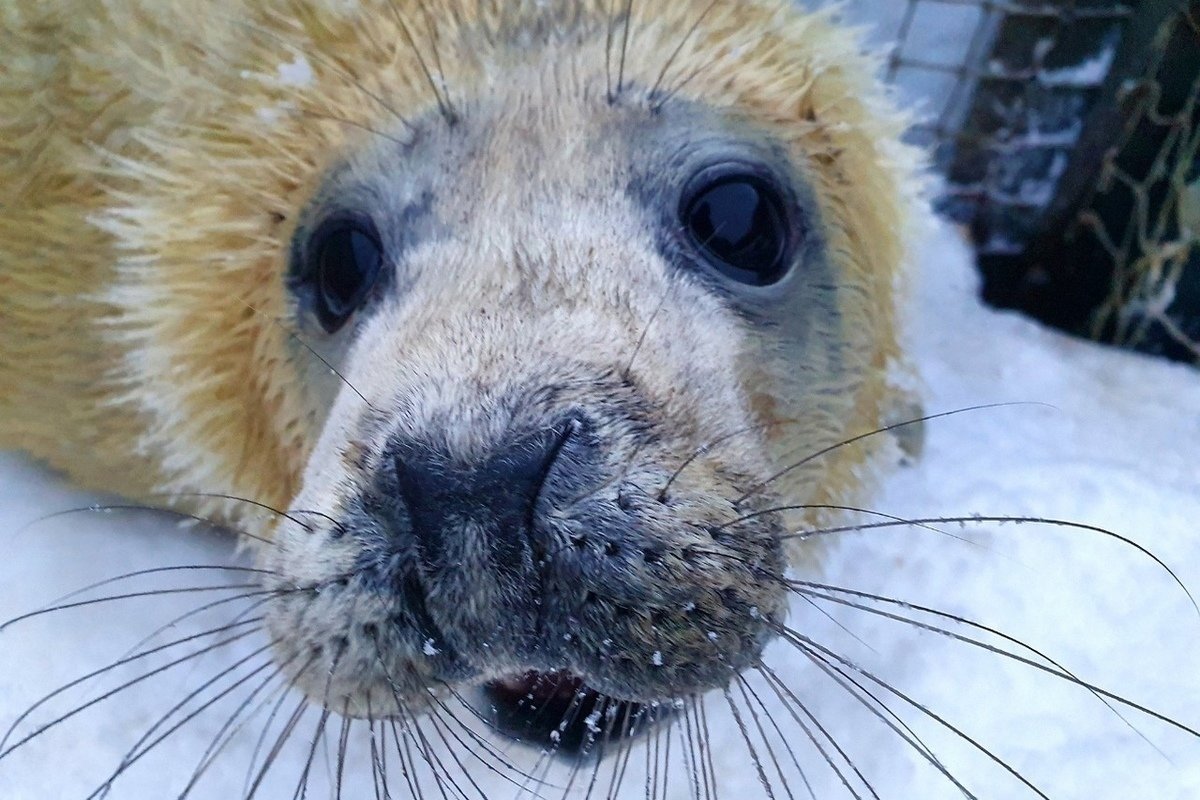 Мурманск тюлени