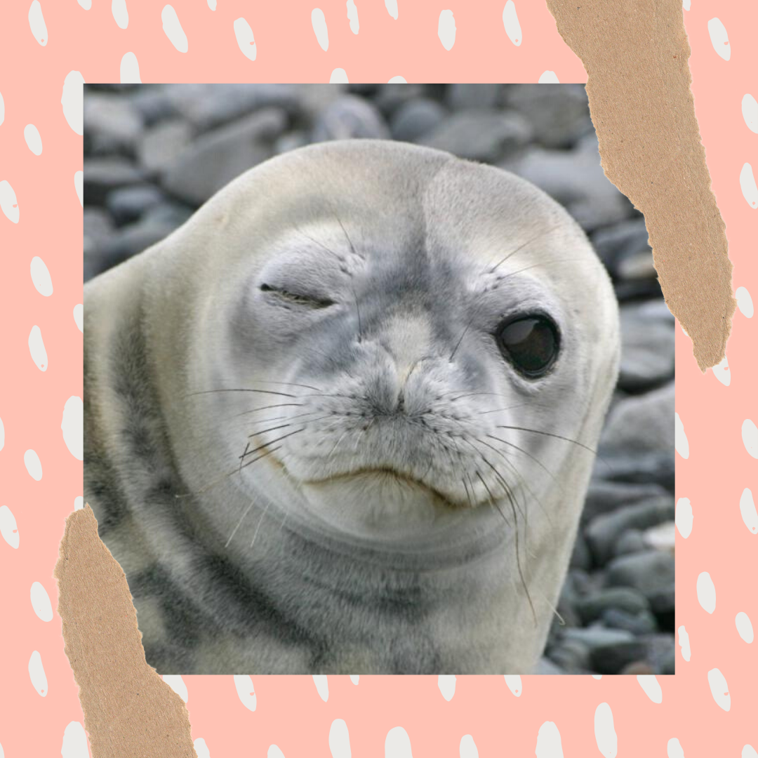 Морской котик смешной