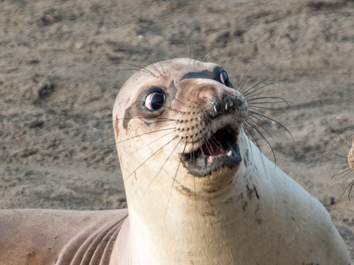 Удивленный тюлень