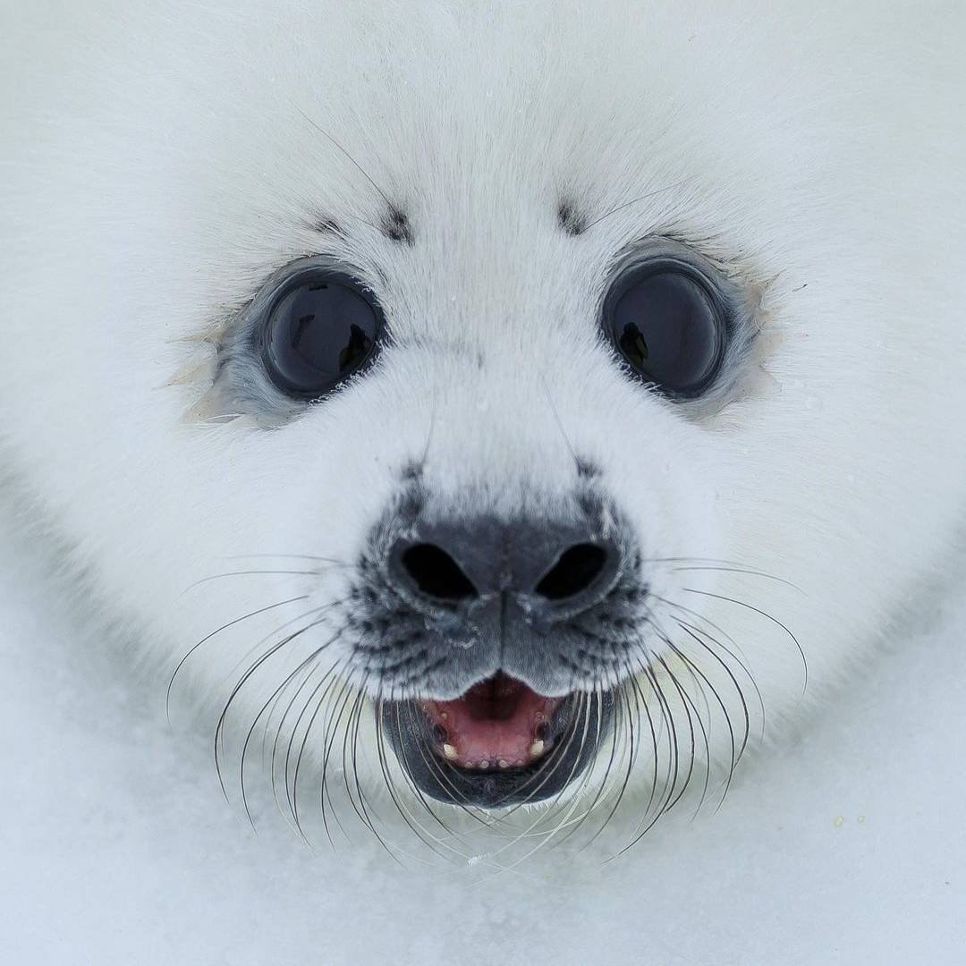 Кольчатая Нерпа Белек