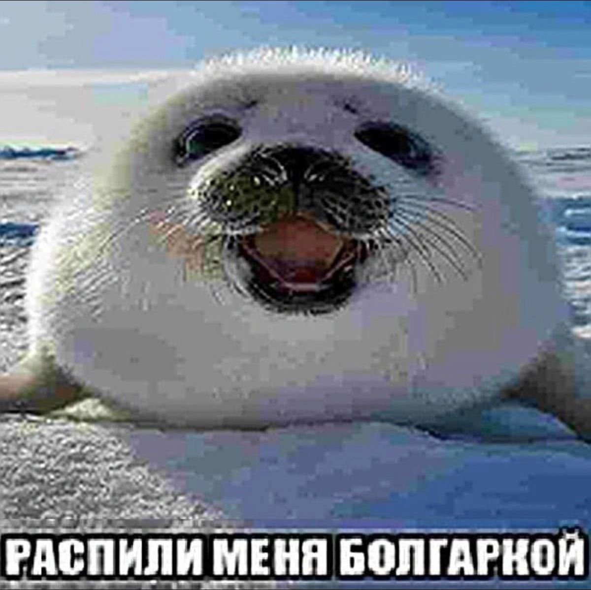 Тюлень с тюлененком