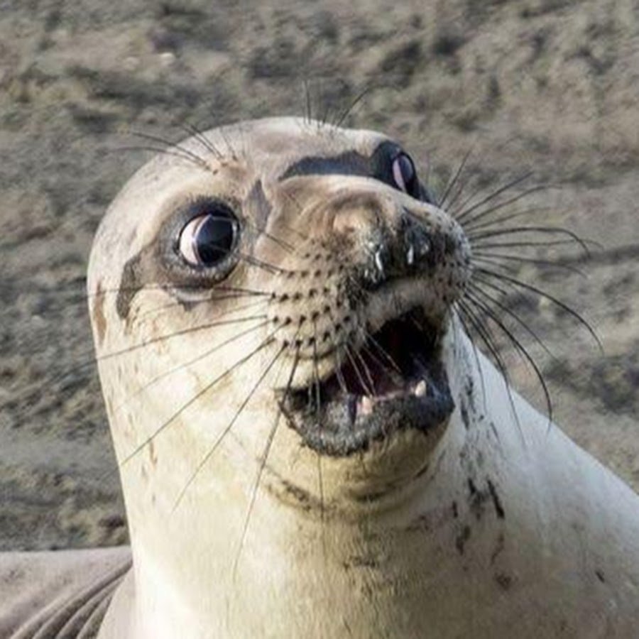 Страшный морской котик