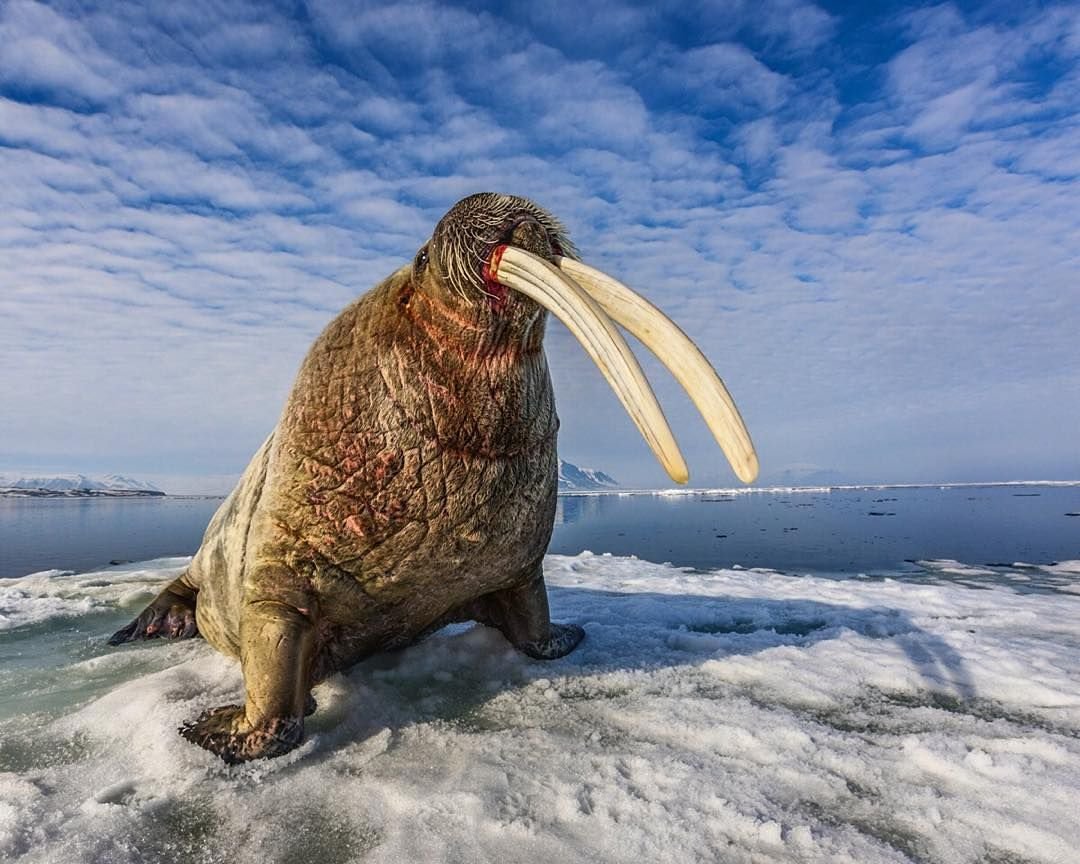 Атлантический морж