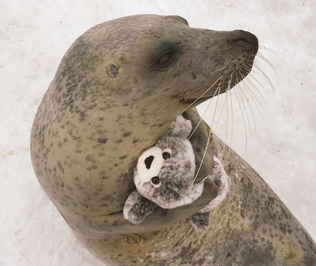 Морской котик тюлень Нерпа