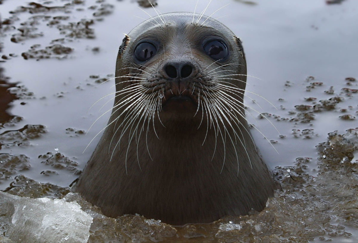 Байкальская кольчатая Нерпа