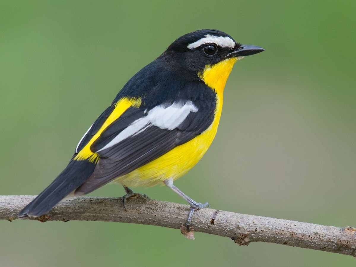 Желтоспинный Лори птица