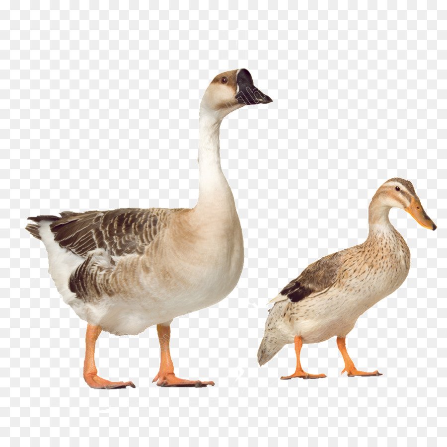 Гусь на белом фоне