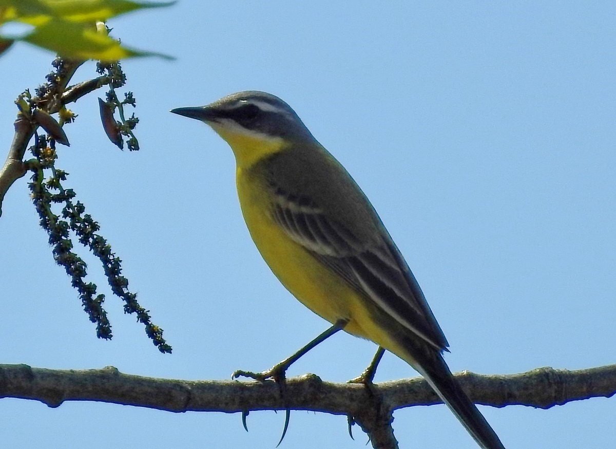 Берингийская трясогузка