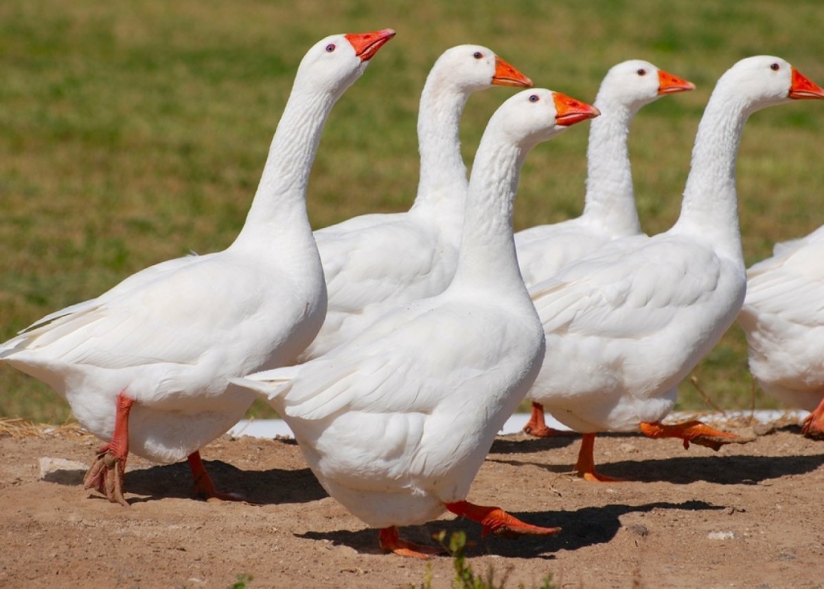 Порода гусей датский Легард