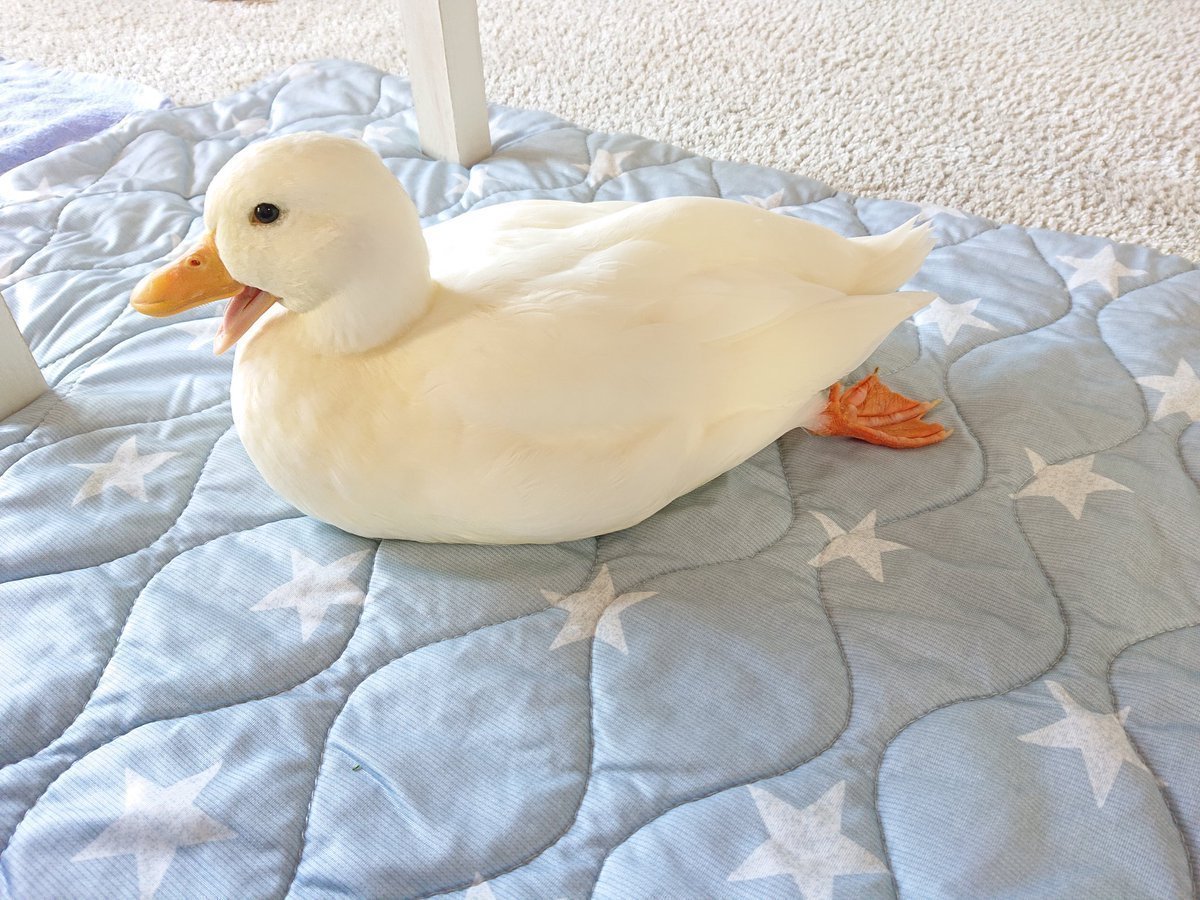 Домашний утенок