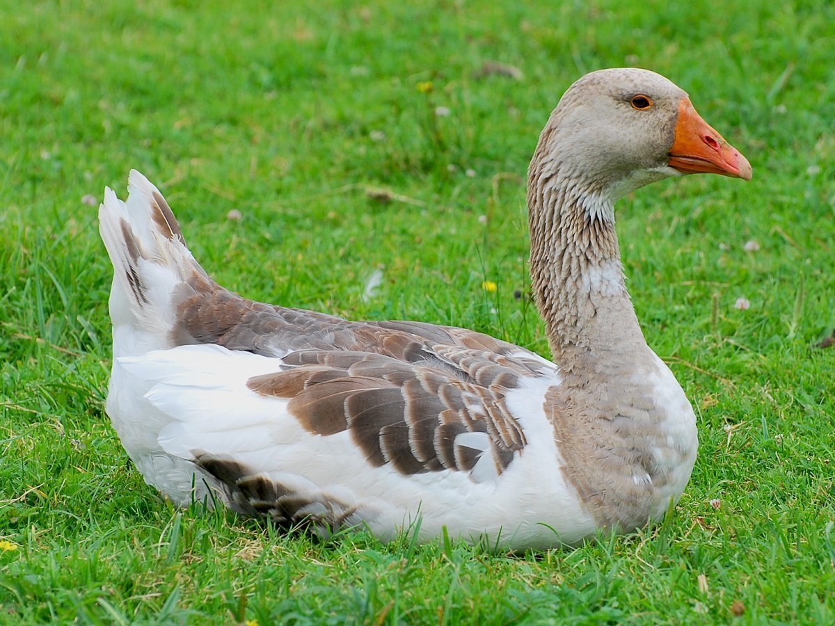 Степан Калитеевский Гусь Гусь