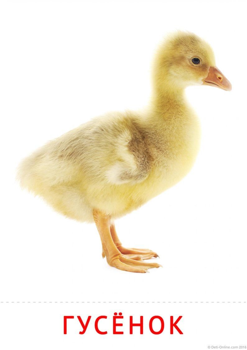 Гусь гусыня гусенок карточки
