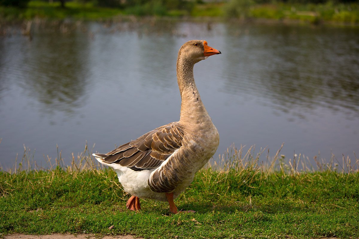 Гусь птица