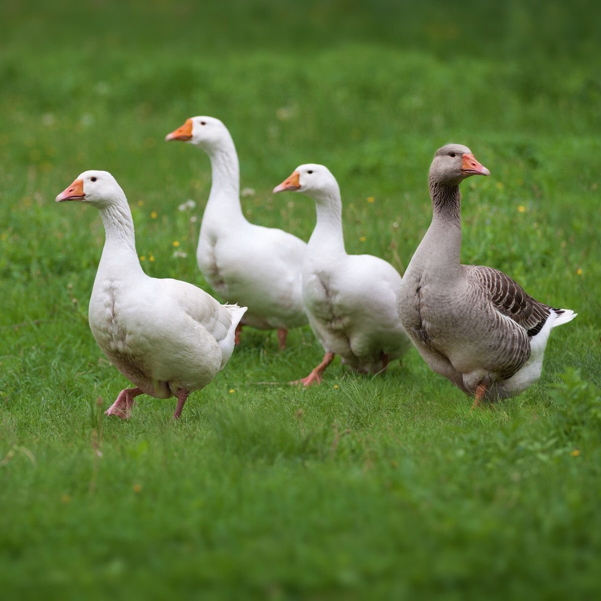 Гуси на лугу