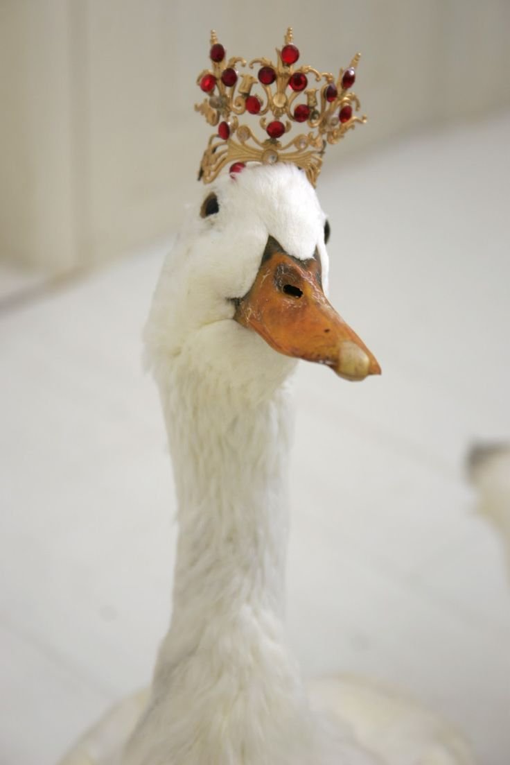 Утка с короной