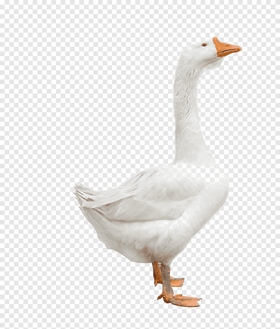 Фон с гусями