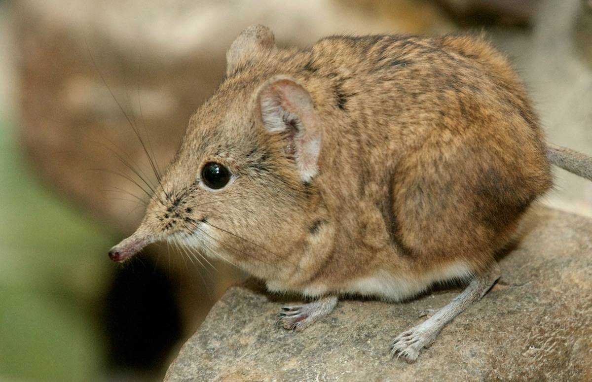 Землеройка бурозубка