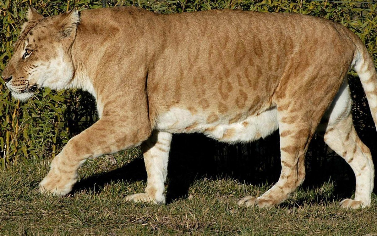 Яглев леопон