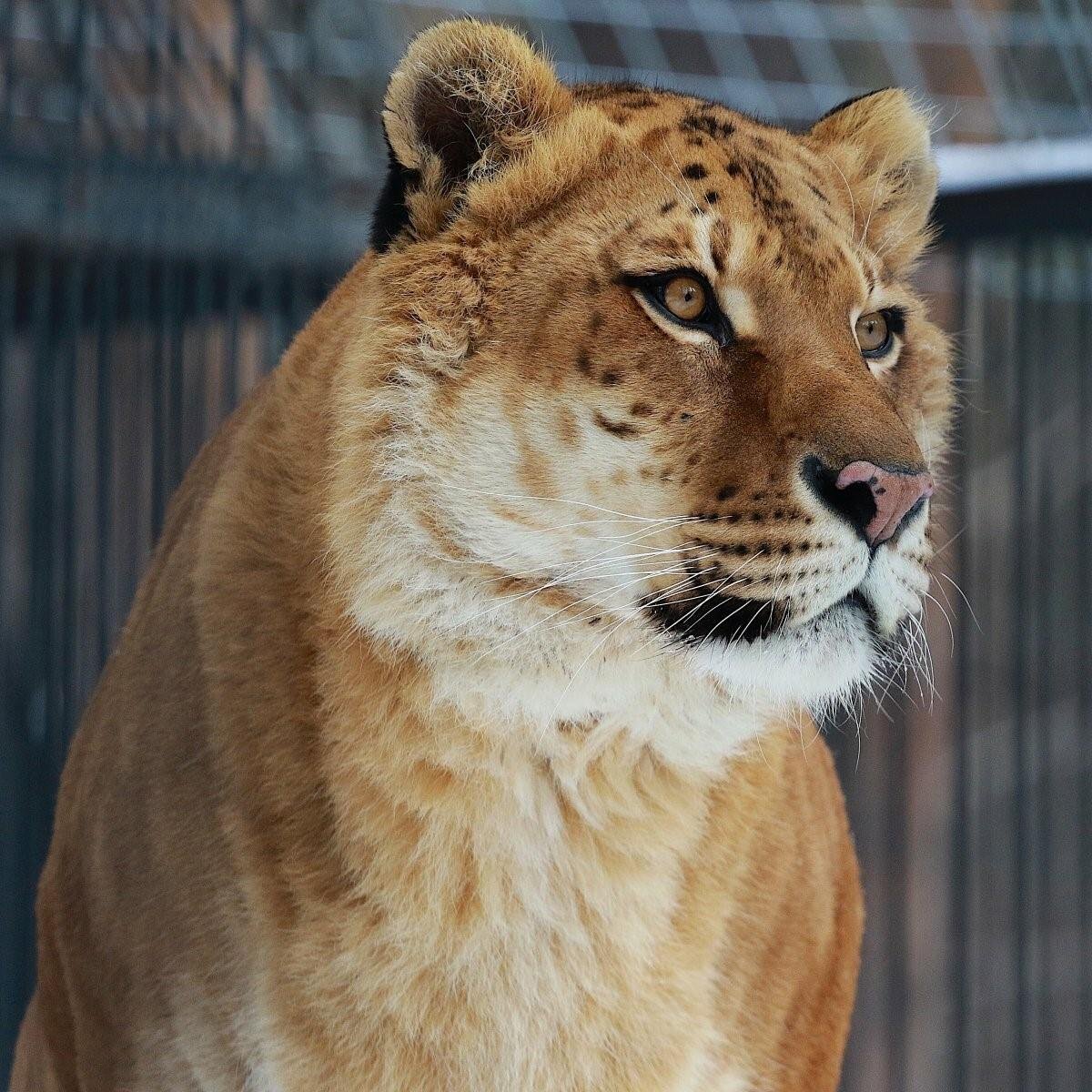 Лигр Геркулес