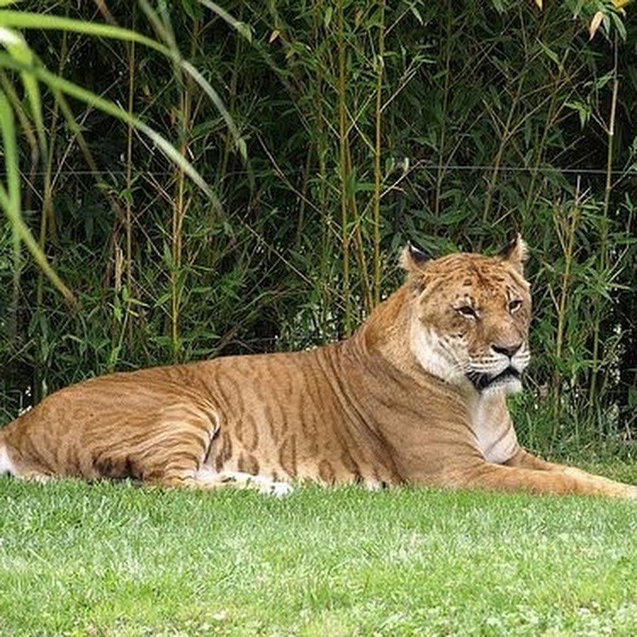 Тигролев гибрид