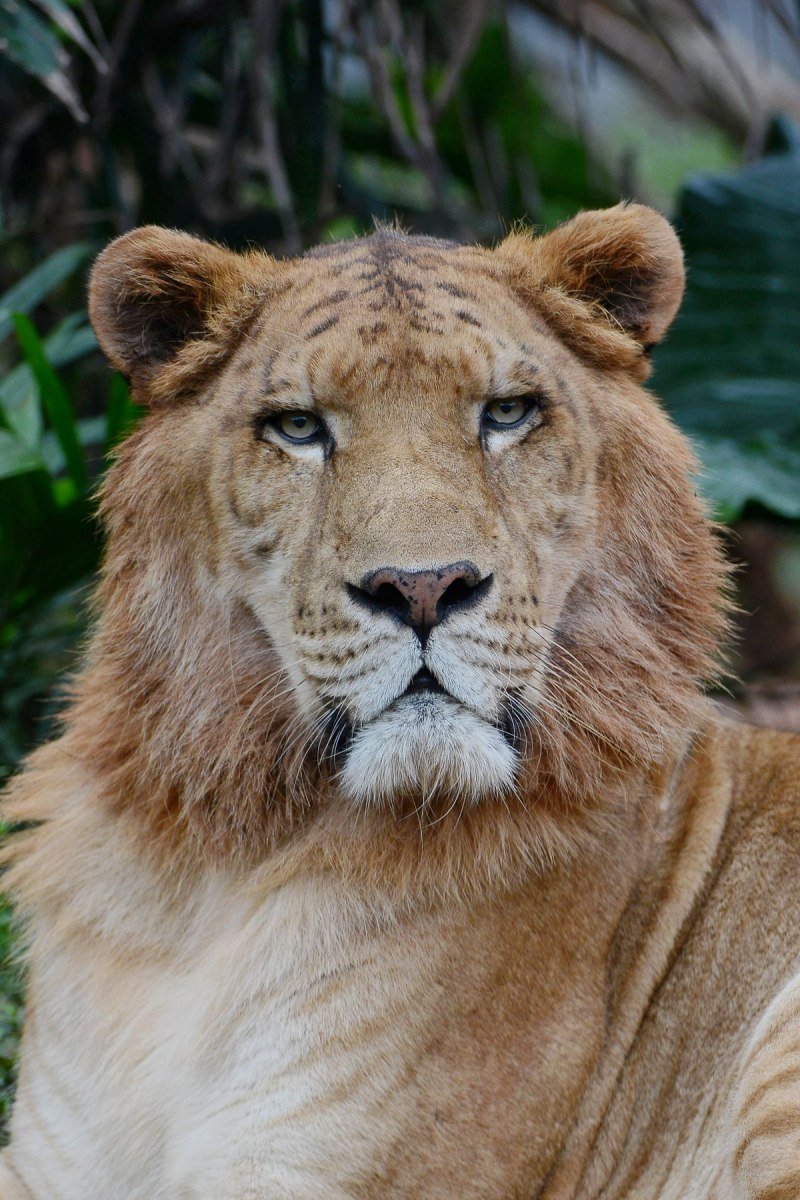 ТИГОН гибрид