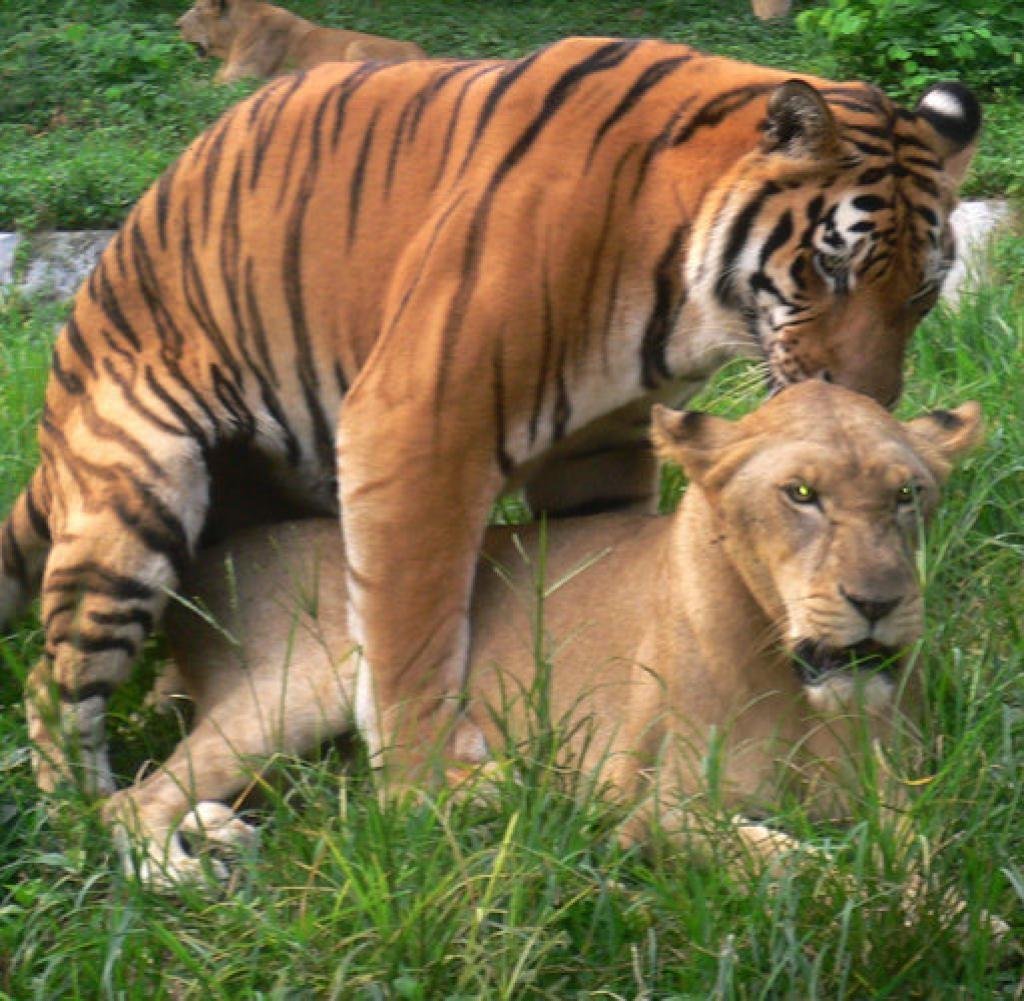 Львица и тигрица