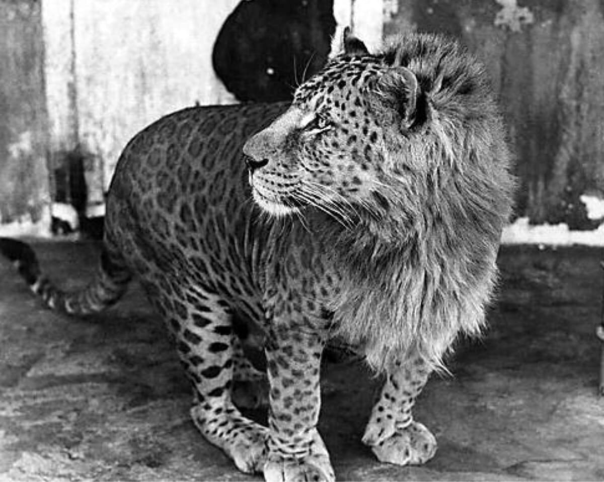 Леопон гибрид