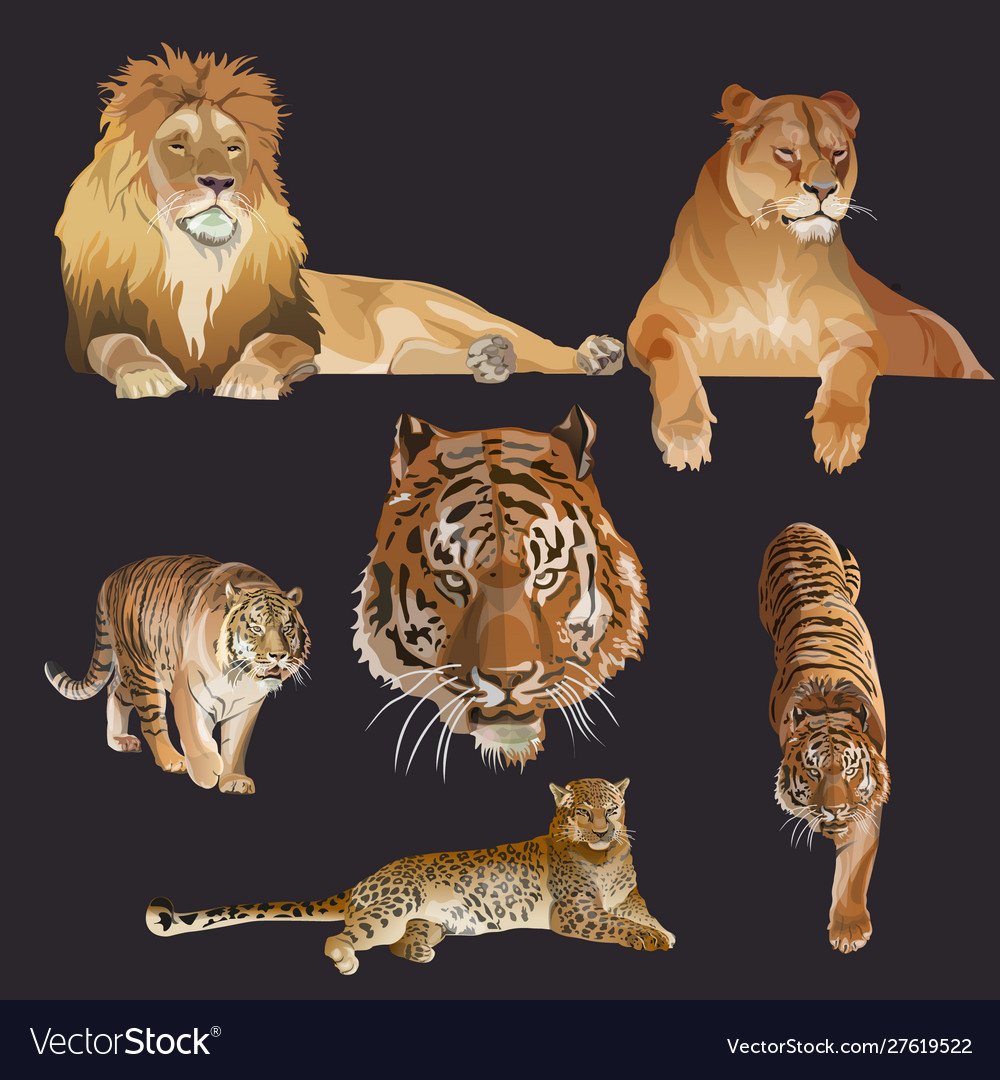 Лев львица тигр тигрица леопард