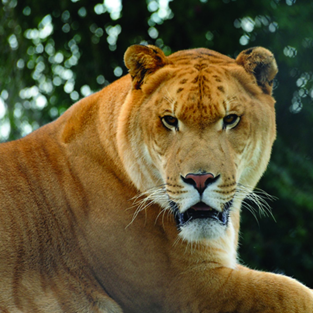 Тигролев и Лигр Геркулес и ТИГОН