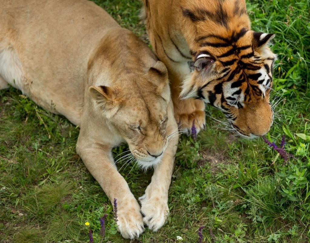 Львица и тигрица