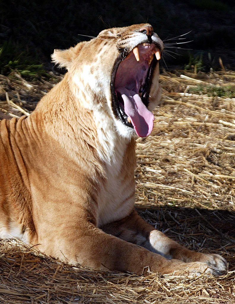 ТИГОН гибрид тигра и львицы