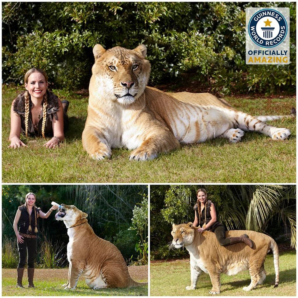 Лигр и тигролев Геркулес