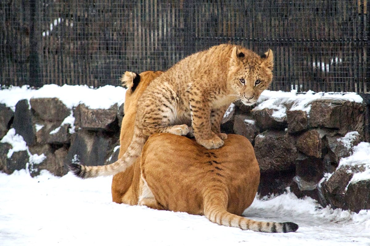 Лигр Новосибирский зоопарк