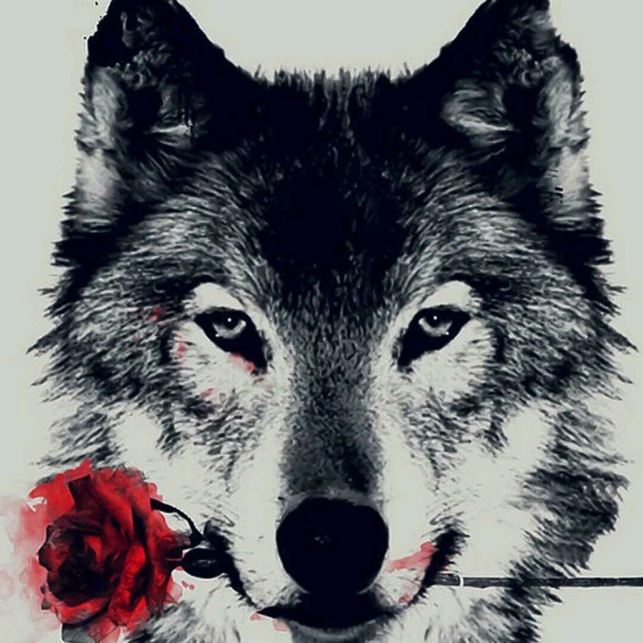 Волк с белой розой в зубах