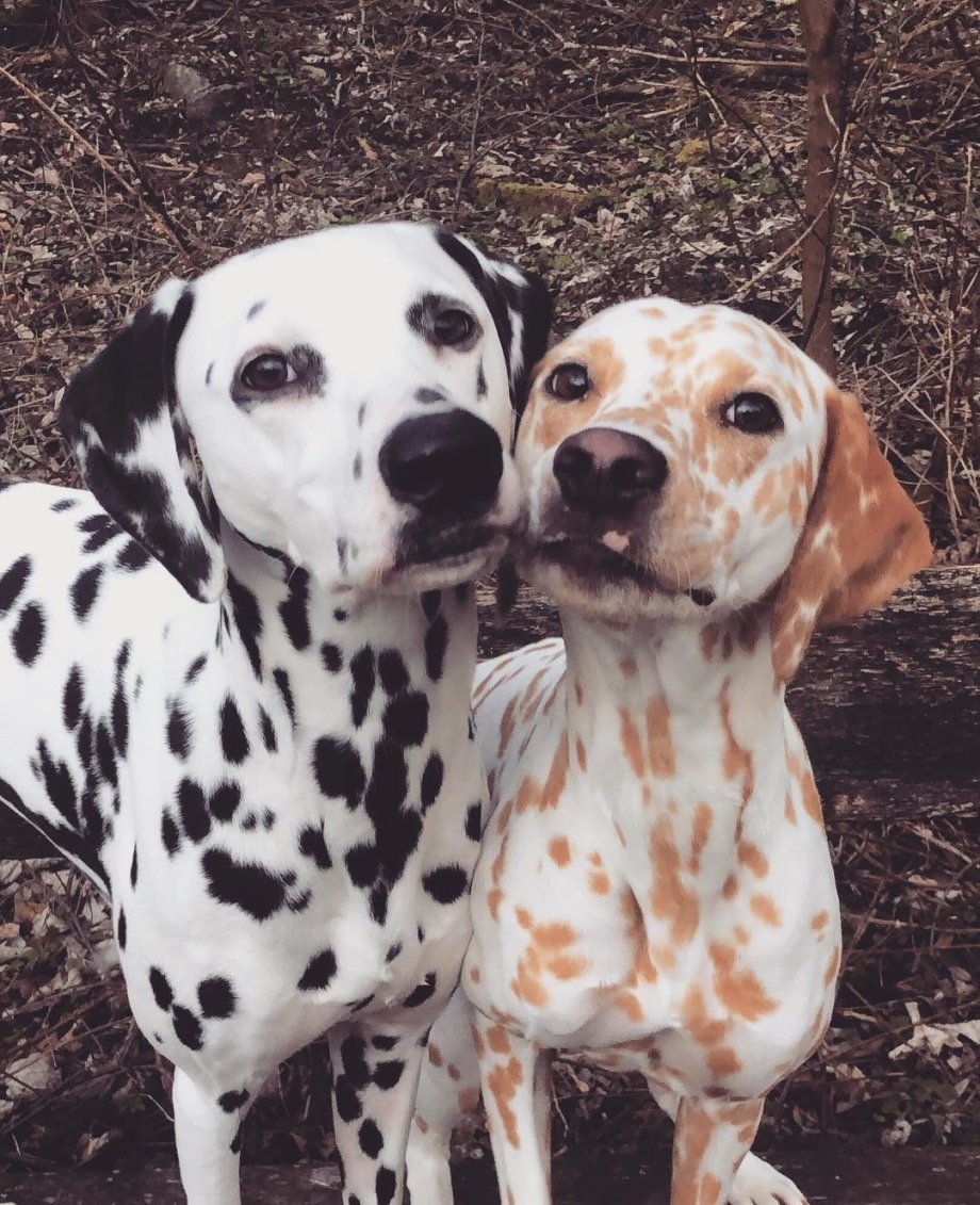 Собака далматинец